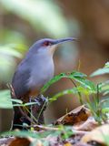 Hispaniolan Lizard-Cuckoo / Hispaniolahagediskoekoek / Coccyzus longirostris