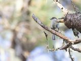 Hispaniolan Pewee / Hispaniolapiewie / Contopus hispaniolensis