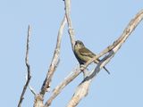 Hispaniolan Spindalis / Hispaniolaspindalis / Spindalis dominicensis
