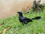 Greater Antillean Grackle / Antilliaanse troepiaal / Quiscalus niger