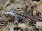 Hispaniolan Giant Groundlizard / Pholidoscelis chrysolaemus