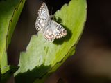 Tropical Checkered Skipper / Burnsius oileus