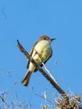 Stolid Flycacther / Dikkoptiran / Myiarchus stolidus