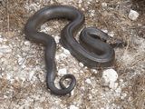 Mole snake / Pseudaspis cana