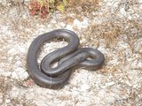 Mole snake / Pseudaspis cana