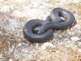 Mole snake / Pseudaspis cana