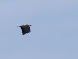 Keizerarend / Eastern Imperial Eagle / Aquila heliaca