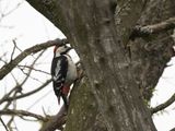 Syrische bonte specht / Syrian Woodpecker / Dendrocopos syriacus