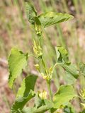 Pijpbloem / European Birthwort /  Aristolochia clematitis