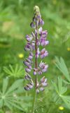 Vaste lupine / Large-leaved Lupine / Lupinus polyphyllus 