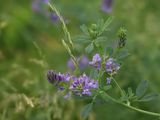 Luzerne / Alfalfa / Medicago sativa