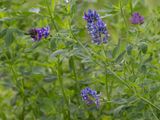 Luzerne / Alfalfa / Medicago sativa