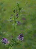 Luzerne / Alfalfa / Medicago sativa