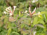 Wilde kamperfoelie / Honeysuckle /  Lonicera periclymenum