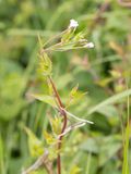 Bergbasterdwederik / Broad-leaved Willowherb / Epilobium montanum