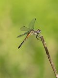 Seaside Dragonlet / Erythrodiplax berenice