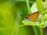 Least skipper / Ancyloxypha numitor