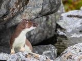 Hermelijn / Stoat / Mustela erminea