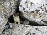 Hermelijn / Stoat / Mustela erminea
