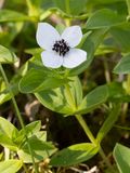 Zweedse kornoelje / Dwarf Cornel / Cornus suecica