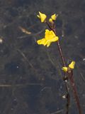 Loos blaasjeskruid / Bladderwort / Utricularia australis
