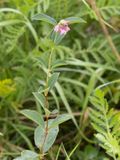 Sneeuwbes / Common Snowberry / Symphoricarpos albus