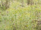 Boskruiskruid / Woodland Ragwort / Senecio sylvaticus