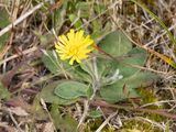 Muizenoor / Mouse-ear Hawkweed / Pilosella officinarum