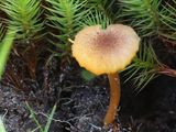 Hygrocybe coccineocrenata / Veenmosvuurzwammetje / Bog Waxcap