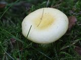Russula solaris / Zonnerussula