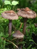Inocybe cincinnata / Violetbruine vezelkop