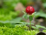 Schijnaardbei / Mock Strawberry /  Potentilla indica