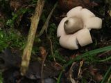 Geastrum fimbriatum / Gewimperde aardster