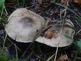 Inocybe corydalina / Groenig perenvezelkop / Greenflush Fibrecap