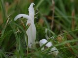 Clavaria fragilis / Wormvormige knotszwam 