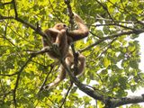 Lar Gibbon / Withandgibbon / Hylobates lar