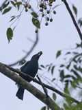 Asian Fairy-bluebird / Indische Blauwrug / Irena puella