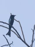 Asian Fairy-bluebird / Indische Blauwrug / Irena puella