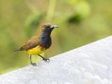 Ornate Sunbird / Soendahoningzuiger / Cinnyris ornatus