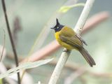 Black-crested Bulbul / Zwartkuifbuulbuul / Rubigula flaviventris
