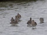 Asian Dowitcher / Aziatische Grijze Snip / Limnodromus semipalmatus