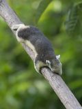 Finlaysons Squirrel / Thaise Eekhoorn / Callosciurus finlaysonii