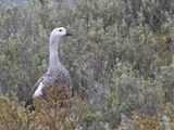 Upland Goose / Magelhaengans / Chloephaga picta