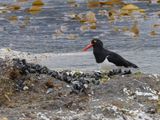 Magellanic Oystercatcher / Magelhaenscholekster / Haematopus leucopodus