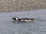 Magellanic Penguin / Magelhaenpingun / Spheniscus magellanicus