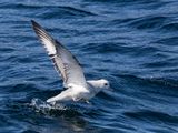 Southern Fulmar / Grijze Stormvogel / Fulmarus glacialoides