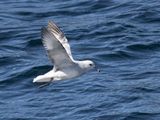Southern Fulmar / Grijze Stormvogel / Fulmarus glacialoides