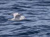 Southern Fulmar / Grijze Stormvogel / Fulmarus glacialoides