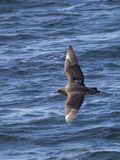 Chilean Skua / Chileense Grote Jager / Stercorarius chilensis