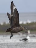 Chilean Skua / Chileense Grote Jager / Stercorarius chilensis